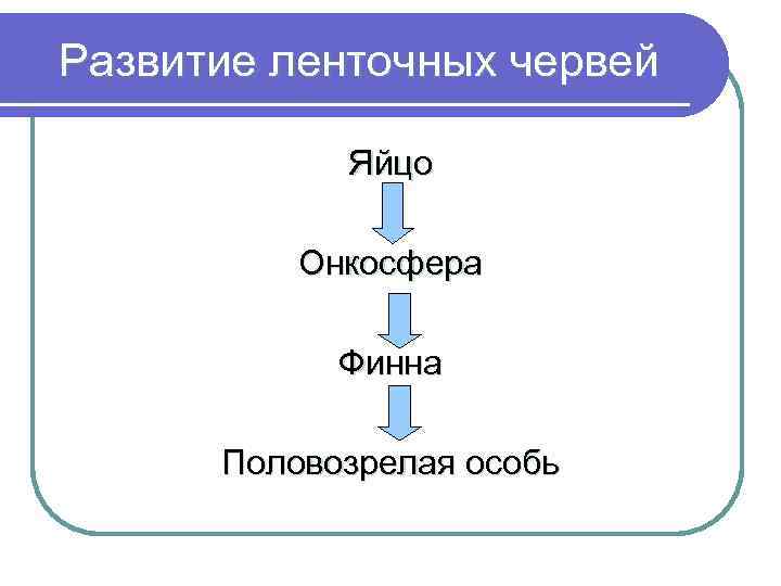 Развитие ленточных червей Яйцо Онкосфера Финна Половозрелая особь 