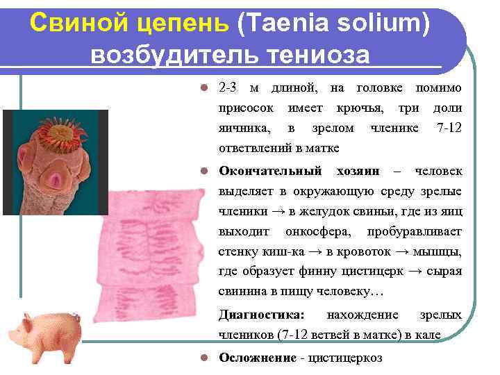 Свиной цепень (Taenia solium) возбудитель тениоза l 2 -3 м длиной, на головке помимо