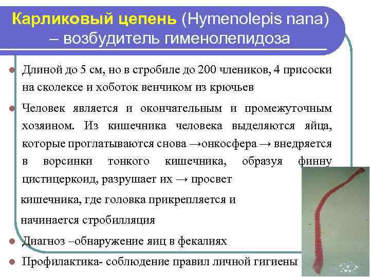 Карликовый цепень (Hymenolepis nana) – возбудитель гименолепидоза l Длиной до 5 см, но в