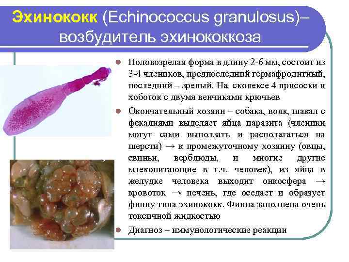 Эхинококк (Echinococcus granulosus)– возбудитель эхинококкоза Половозрелая форма в длину 2 -6 мм, состоит из