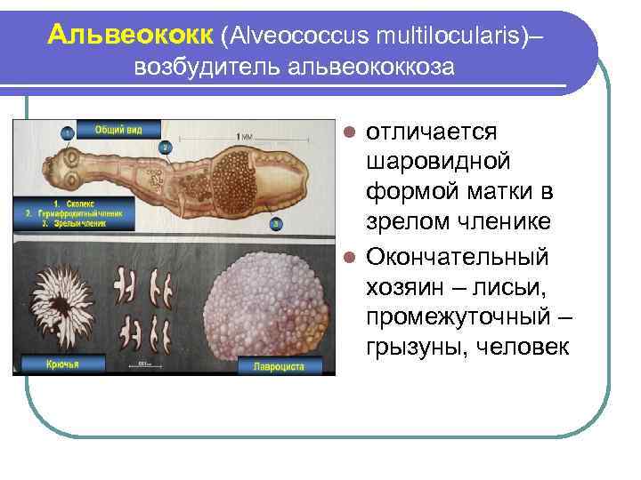 Альвеококк (Alveococcus multilocularis)– возбудитель альвеококкоза отличается шаровидной формой матки в зрелом членике l Окончательный