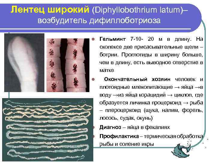 Лентец широкий (Diphyllobothrium latum)– возбудитель дифиллоботриоза l Гельминт 7 -10 - 20 м в