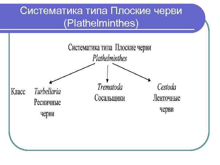 Систематика типа Плоские черви (Plathelminthes) 