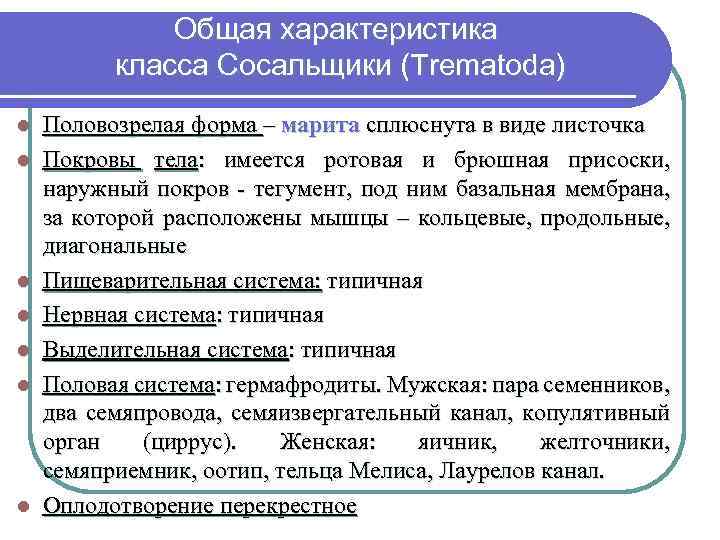 Общая характеристика класса Сосальщики (Trematodа) l l l l Половозрелая форма – марита сплюснута