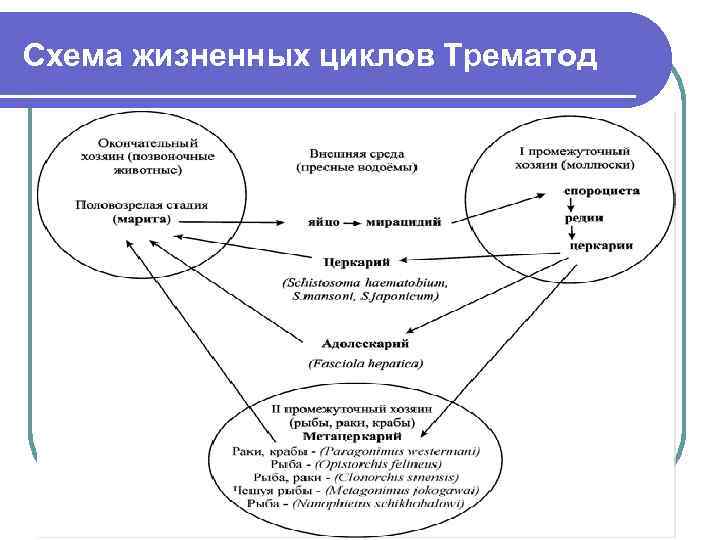 Схема жизненных циклов Трематод 