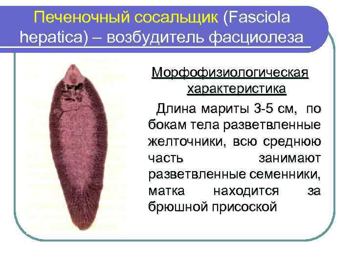 Печеночный сосальщик (Fasciola hepatica) – возбудитель фасциолеза Морфофизиологическая характеристика Длина мариты 3 -5 см,