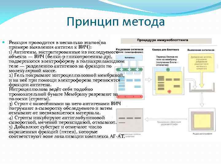 Принцип метода Реакция проводится в несколько этапов(на примере выявления антител к ВИЧ): 1) Антигены,