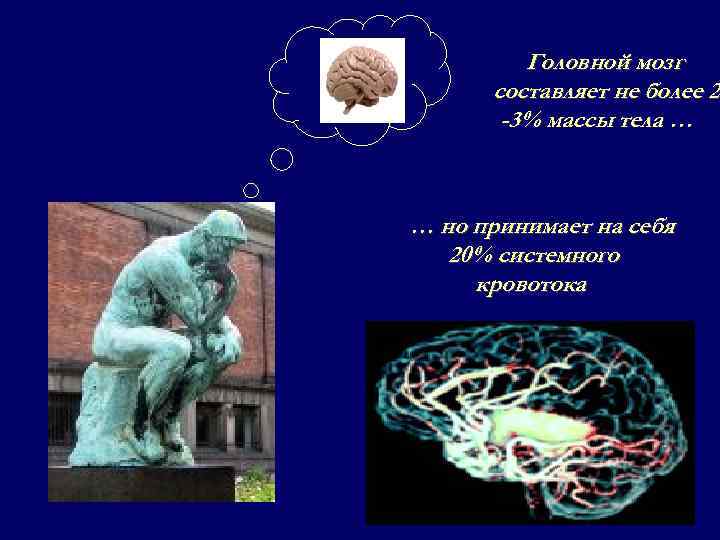 Головной мозг составляет не более 2 -3% массы тела … … но принимает на