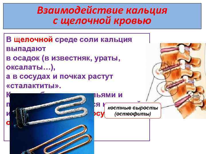Взаимодействие кальция с щелочной кровью В щелочной среде соли кальция выпадают в осадок (в
