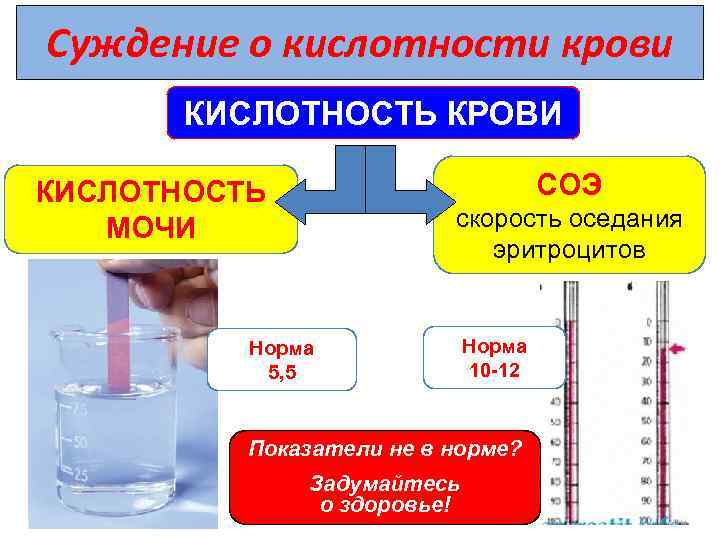 Суждение о кислотности крови КИСЛОТНОСТЬ КРОВИ СОЭ КИСЛОТНОСТЬ МОЧИ скорость оседания эритроцитов Норма 5,