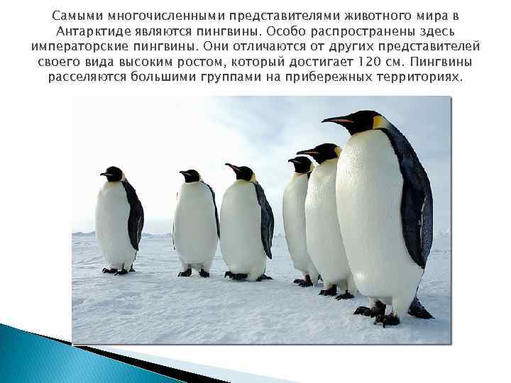 Самыми многочисленными представителями животного мира в Антарктиде являются пингвины. Особо распространены здесь императорские пингвины.