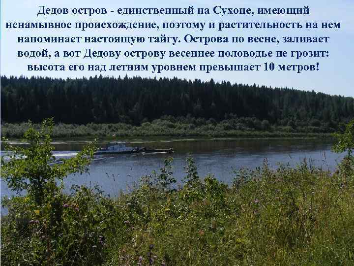 Дедов остров - единственный на Сухоне, имеющий ненамывное происхождение, поэтому и растительность на нем
