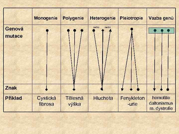 Monogenie Polygenie Heterogenie Pleiotropie nebo Genová mutace Vazba genů nebo Znak Příklad Cystická fibrosa