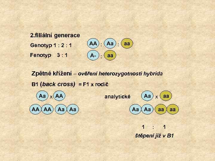 2. filiální generace Genotyp 1 : 2 : 1 AA : Aa : aa