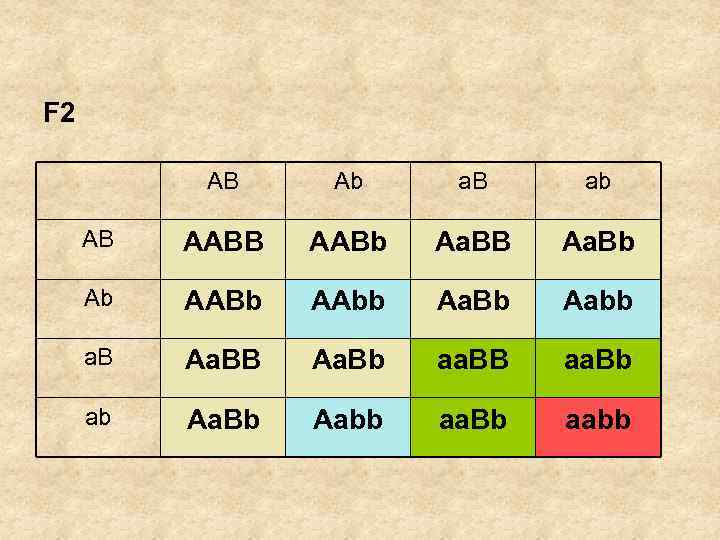 F 2 AB Ab a. B ab AB AABb Aa. BB Aa. Bb Ab