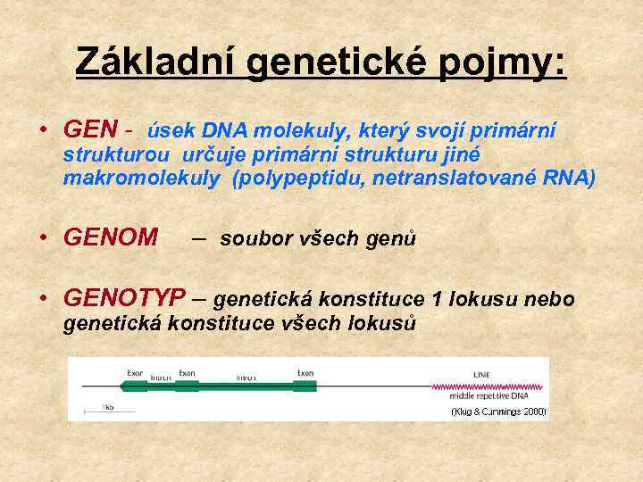 Základní genetické pojmy: • GEN - úsek DNA molekuly, který svojí primární strukturou určuje