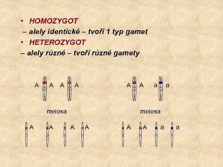  • HOMOZYGOT – alely identické – tvoří 1 typ gamet • HETEROZYGOT –