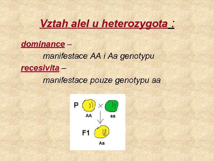 Vztah alel u heterozygota : dominance – manifestace AA i Aa genotypu recesivita –