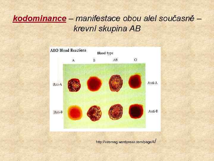 kodominance – manifestace obou alel současně – krevní skupina AB / http: //viromag. wordpress.