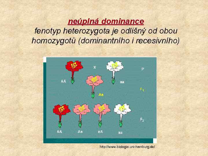 neúplná dominance fenotyp heterozygota je odlišný od obou homozygotů (dominantního i recesivního) http: //www.