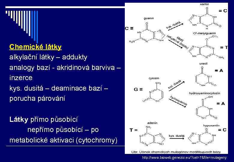 Chemické látky alkylační látky – addukty analogy bazí - akridinová barviva – inzerce kys.