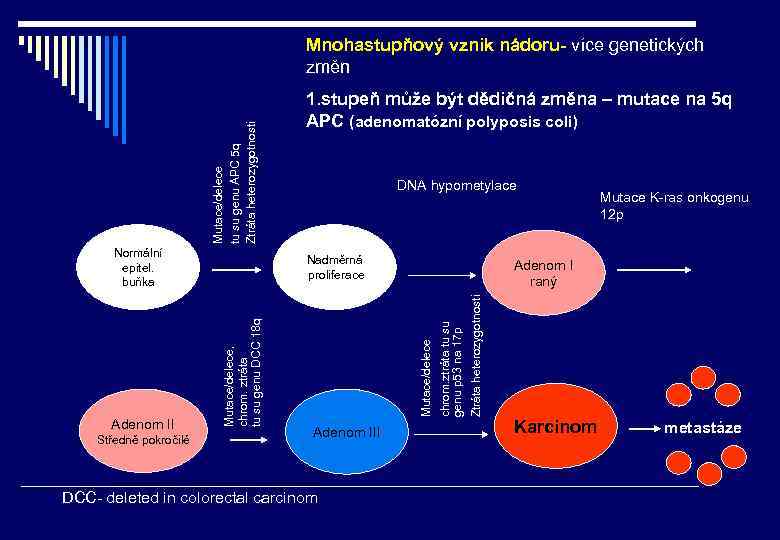 Mutace/delece tu su genu APC 5 q Ztráta heterozygotnosti Mnohastupňový vznik nádoru- více genetických