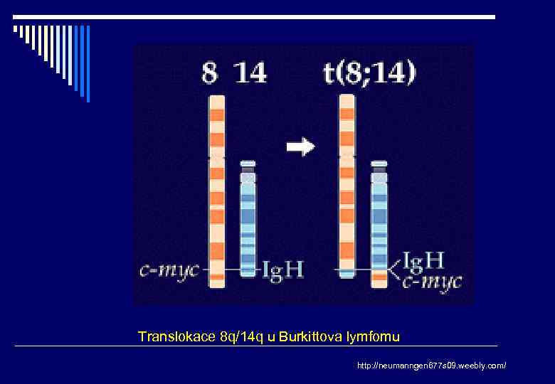 Translokace 8 q/14 q u Burkittova lymfomu http: //neumanngen 677 s 09. weebly. com/