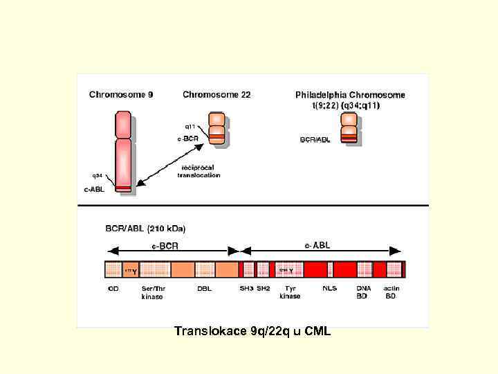 Translokace 9 q/22 q u CML 