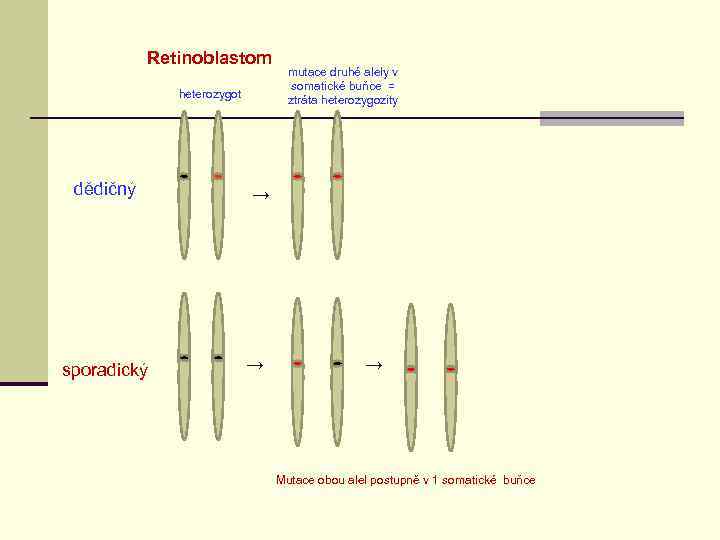 Retinoblastom heterozygot dědičný sporadický mutace druhé alely v somatické buňce = ztráta heterozygozity →