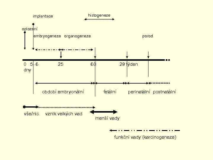  implantace histogeneze oplození embryogeneze organogeneze porod 0 5 - 6 25 60 29
