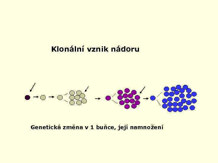 Klonální vznik nádoru Genetická změna v 1 buňce, její namnožení 