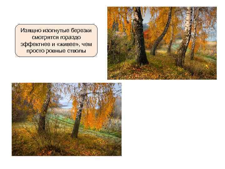 Изящно изогнутые березки смотрятся гораздо эффектнее и «живее» , чем просто ровные стволы 