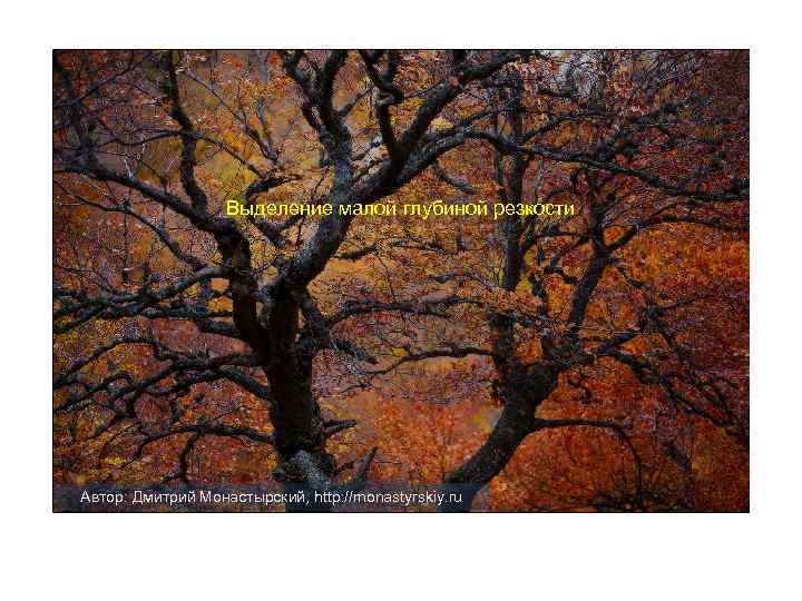 Выделение малой глубиной резкости Автор: Дмитрий Монастырский, http: //monastyrskiy. ru 