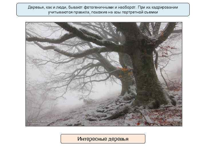Деревья, как и люди, бывают фотогеничными и наоборот. При их кадрировании учитываются правила, похожие