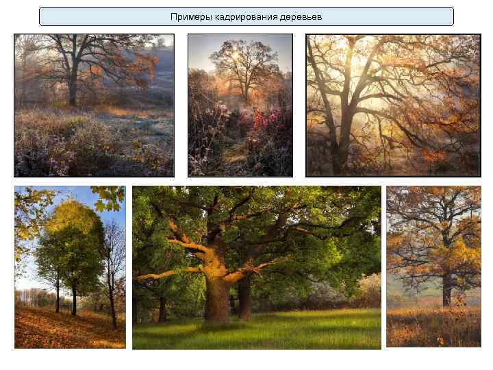 Примеры кадрирования деревьев 