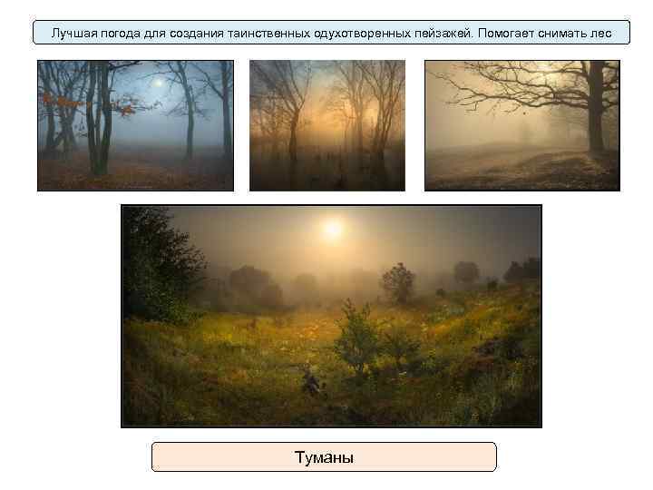 Лучшая погода для создания таинственных одухотворенных пейзажей. Помогает снимать лес Туманы 