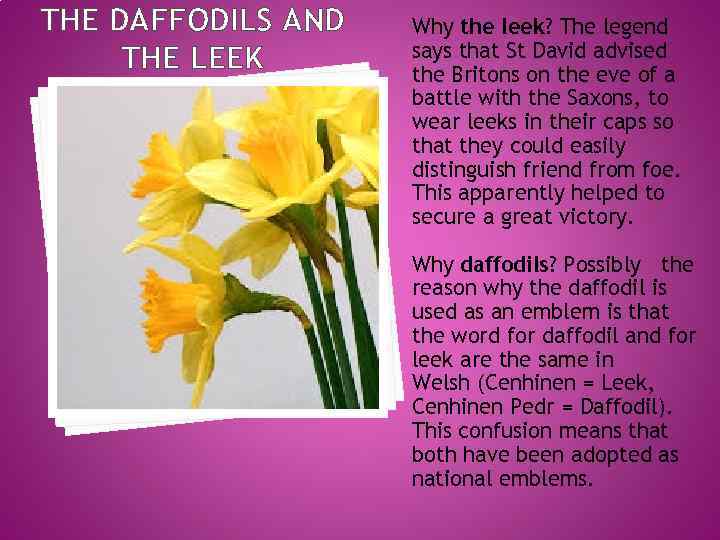 THE DAFFODILS AND THE LEEK Why the leek? The legend says that St David