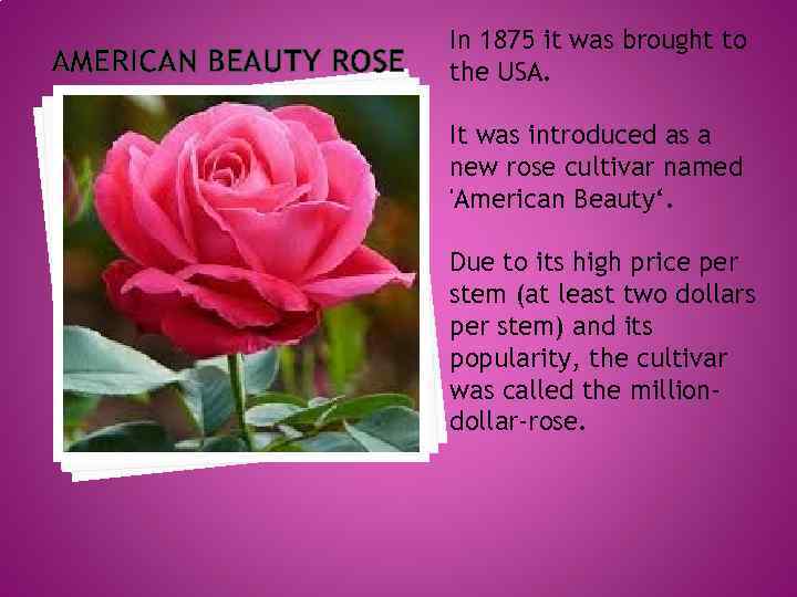 AMERICAN BEAUTY ROSE In 1875 it was brought to the USA. It was introduced