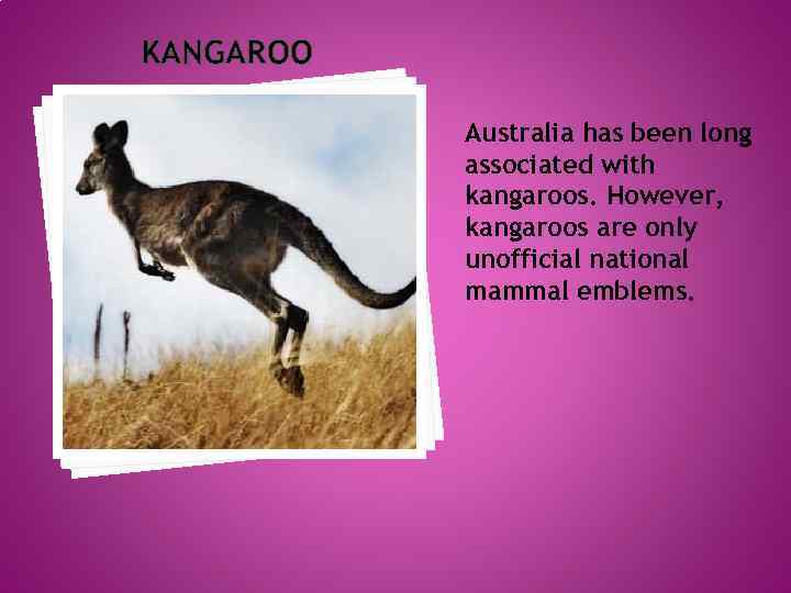 KANGAROO Australia has been long associated with kangaroos. However, kangaroos are only unofficial national