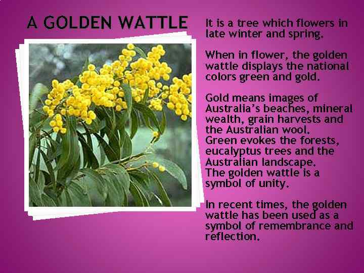 A GOLDEN WATTLE It is a tree which flowers in late winter and spring.