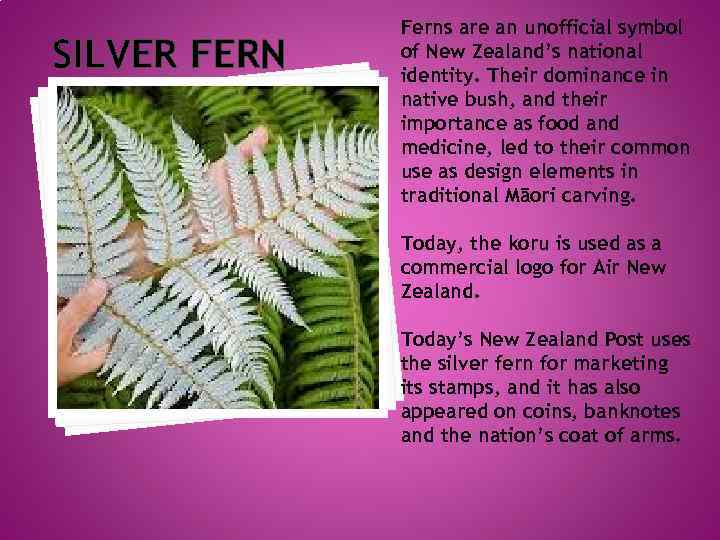 SILVER FERN Ferns are an unofficial symbol of New Zealand’s national identity. Their dominance