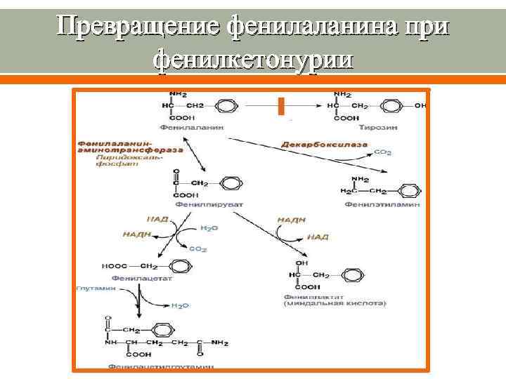 Превращение фенилаланина при фенилкетонурии 