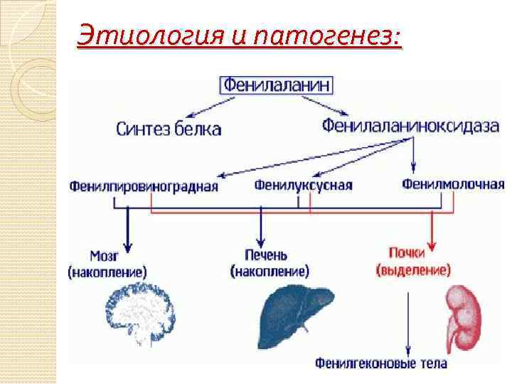 Этиология и патогенез: 