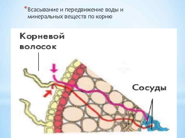 *Всасывание и передвижение воды и минеральных веществ по корню 