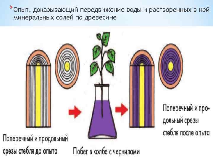 Органы выполняющие одинаковые функции но не имеющие сходного плана строения и общего происхождения