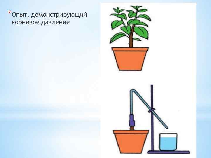 *Опыт, демонстрирующий корневое давление 