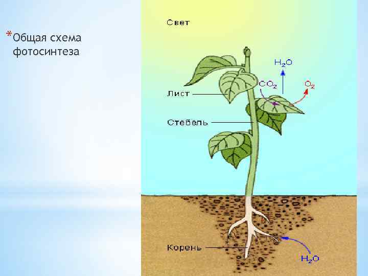 *Общая схема фотосинтеза 