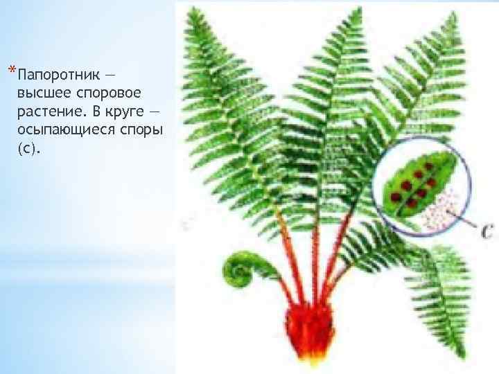 К какому классу вероятнее всего относят растение жизненная форма которого показана на рисунке 1