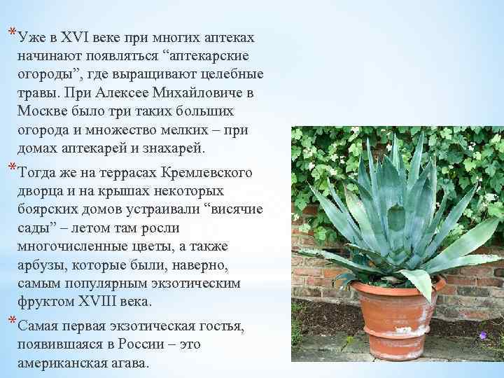 *Уже в XVI веке при многих аптеках начинают появляться “аптекарские огороды”, где выращивают целебные