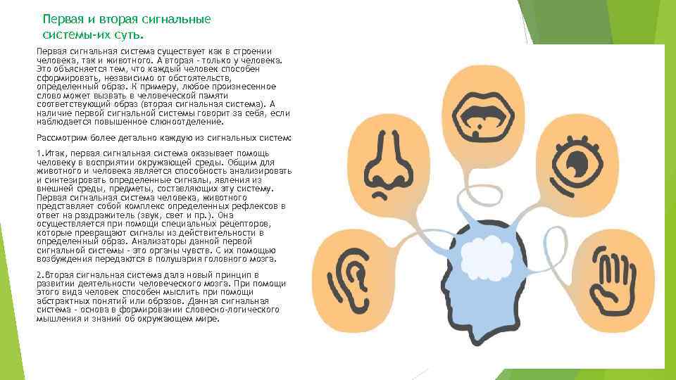 Первая и вторая сигнальные системы-их суть. Первая сигнальная система существует как в строении человека,